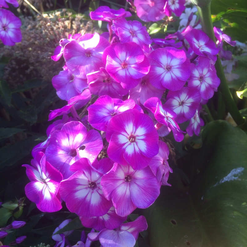 Plant image Phlox drummondii 'Dwarf Beauty' (Mix)