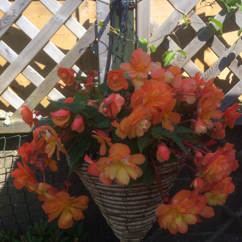 Plant image Begonia Super Cascade 'Apricot Shades'