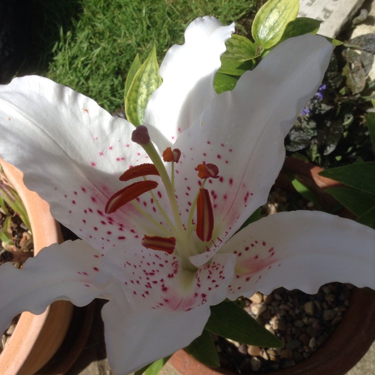 Plant image Lilium 'Casa Blanca'