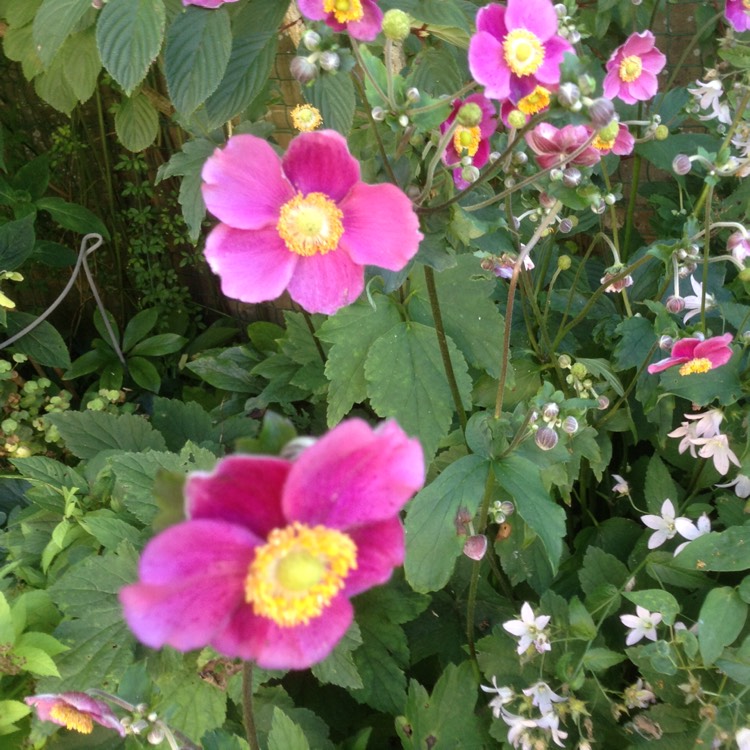 Plant image Anemone x hybrida 'Pink Kiss'