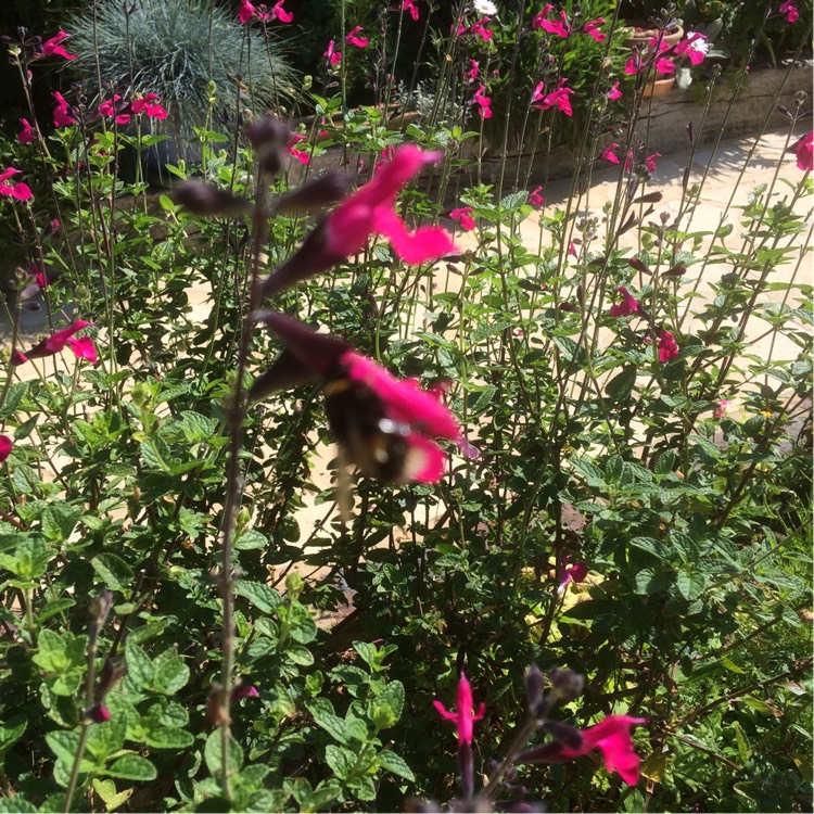 Plant image Salvia 'Dayglow'