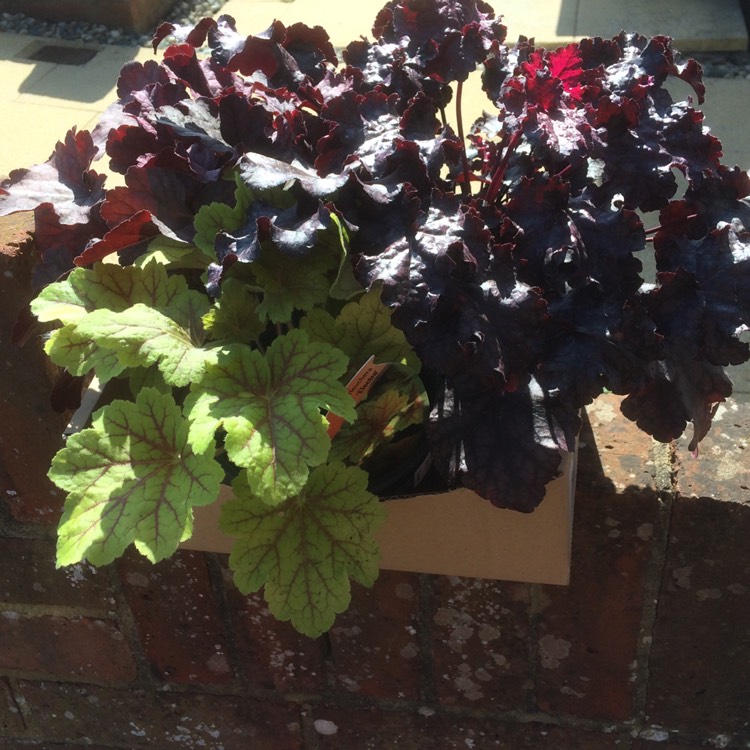 Plant image Heuchera 'Liquorice'