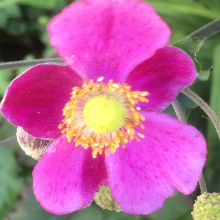 Plant image Anemone x hybrida 'Pink Kiss'