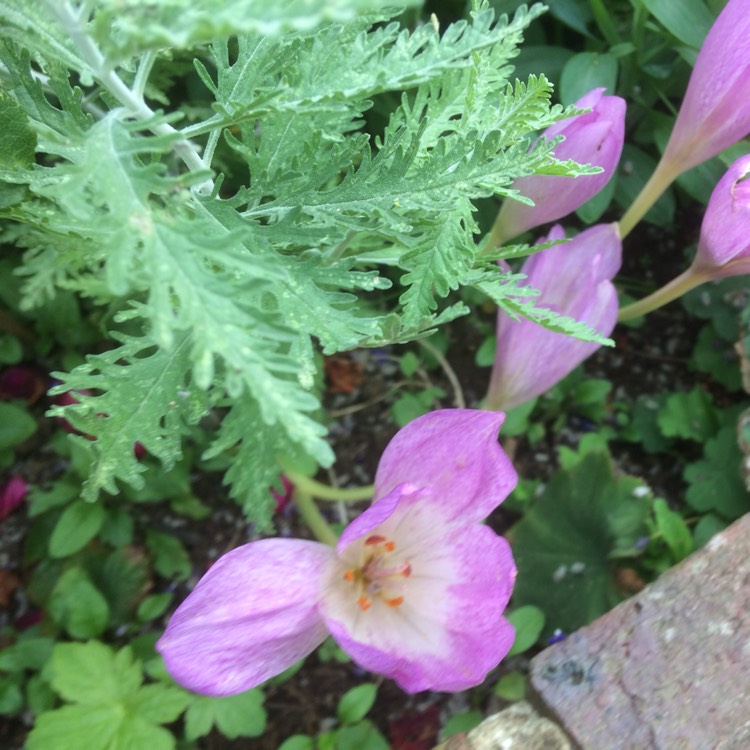 Plant image Colchicum 'Autumn Queen'