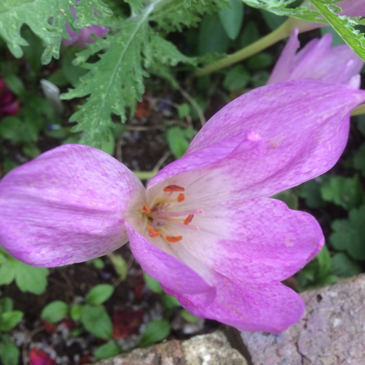 Plant image Colchicum 'Autumn Queen'