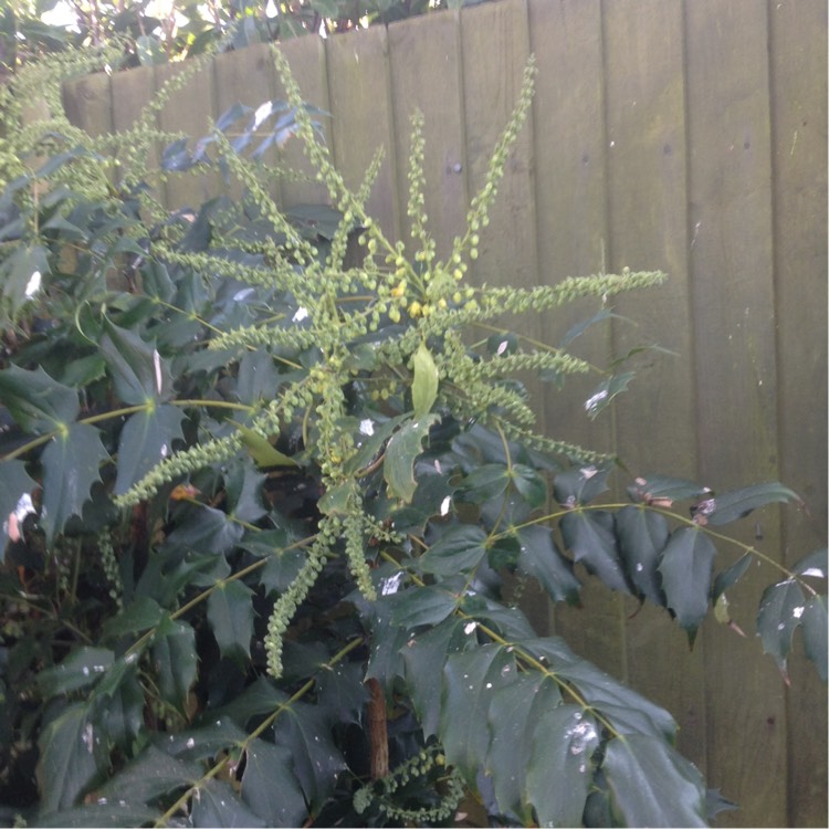 Plant image Mahonia japonica 'Bealei'