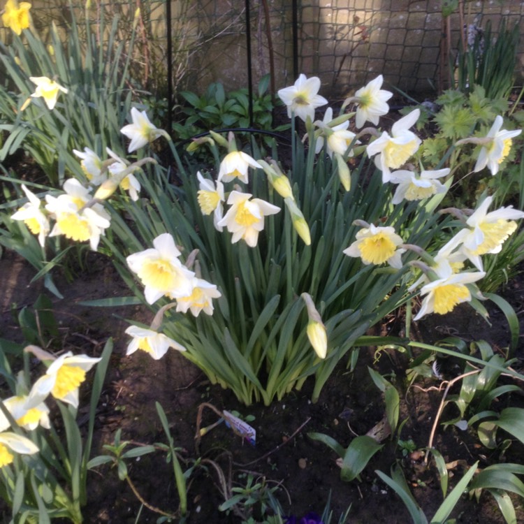 Plant image Narcissus 'Ice Follies'