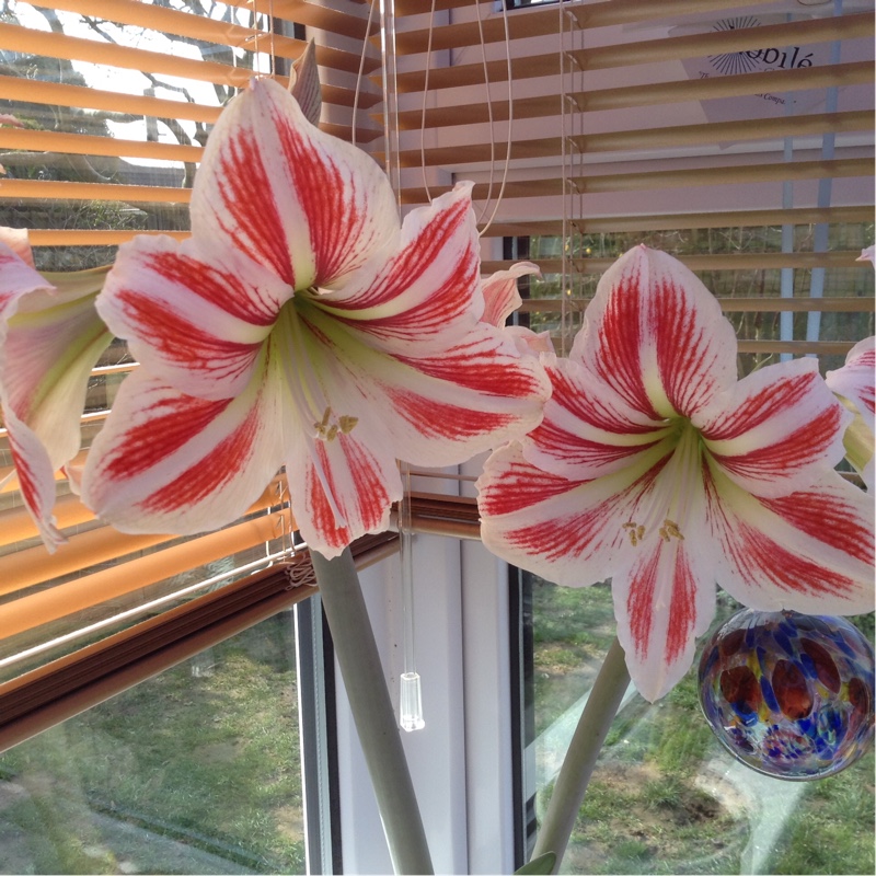 Plant image Hippeastrum (Spider Group) 'Sumatra'