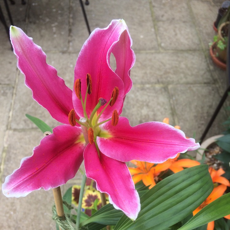 Plant image Hemerocallis 'Golden Zebra'