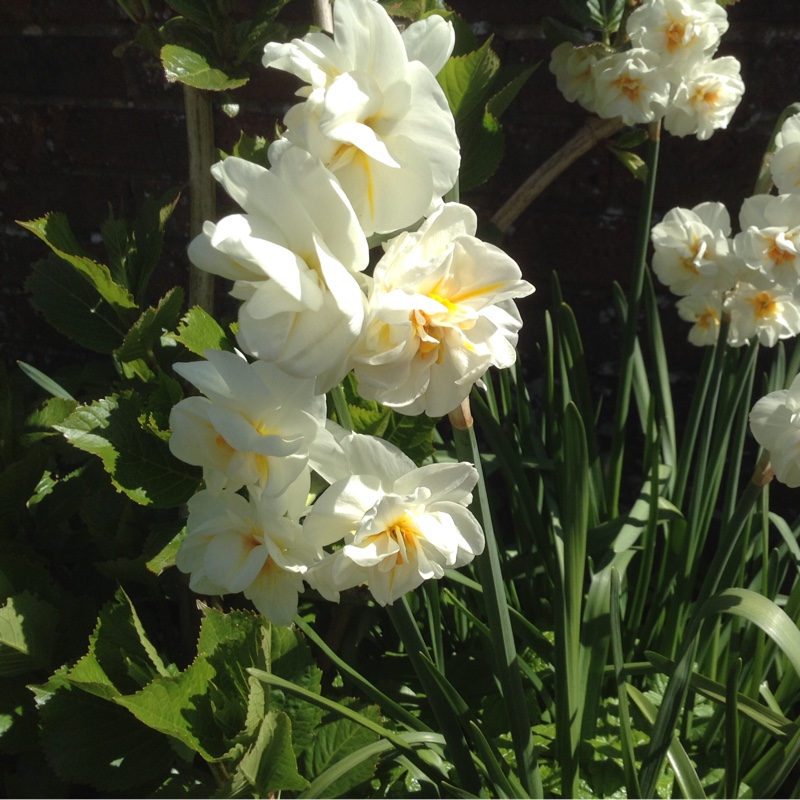 Plant image Narcissus 'Sir Winston Churchill'