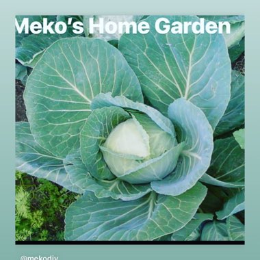 Meko's garden