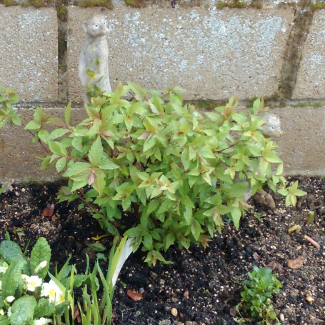 Spiraea douglasii