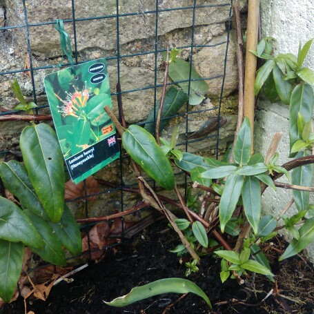 Lonicera henryi 'Copper Beauty'