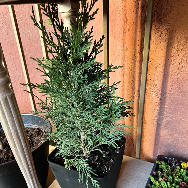 Plant image x Cuprocyparis leylandii