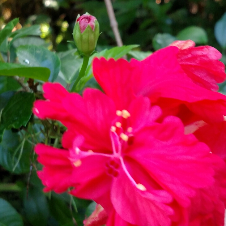 Plant image Hibiscus rosa-sinensis 'Sabrina'