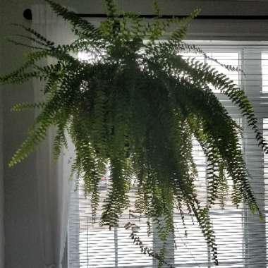 Boston Fern