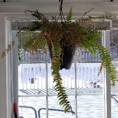 Boston Fern