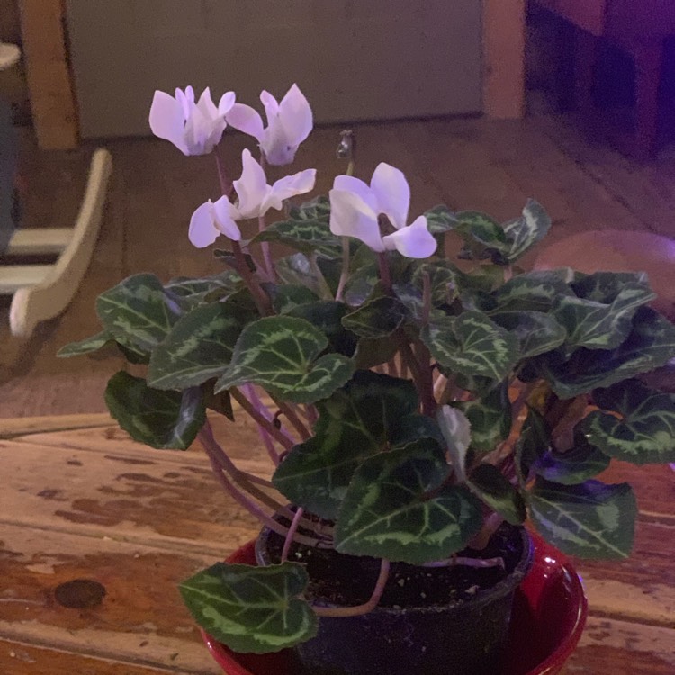 Plant image Cyclamen persicum