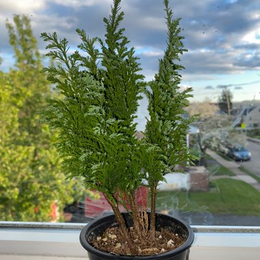 Lawson's Cypress 'Ellwood's Empire'