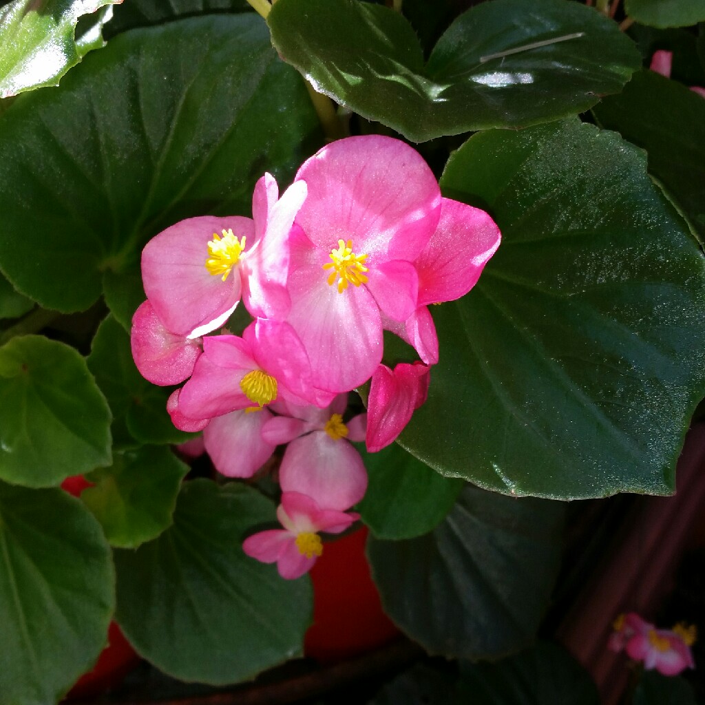 plant image 47567