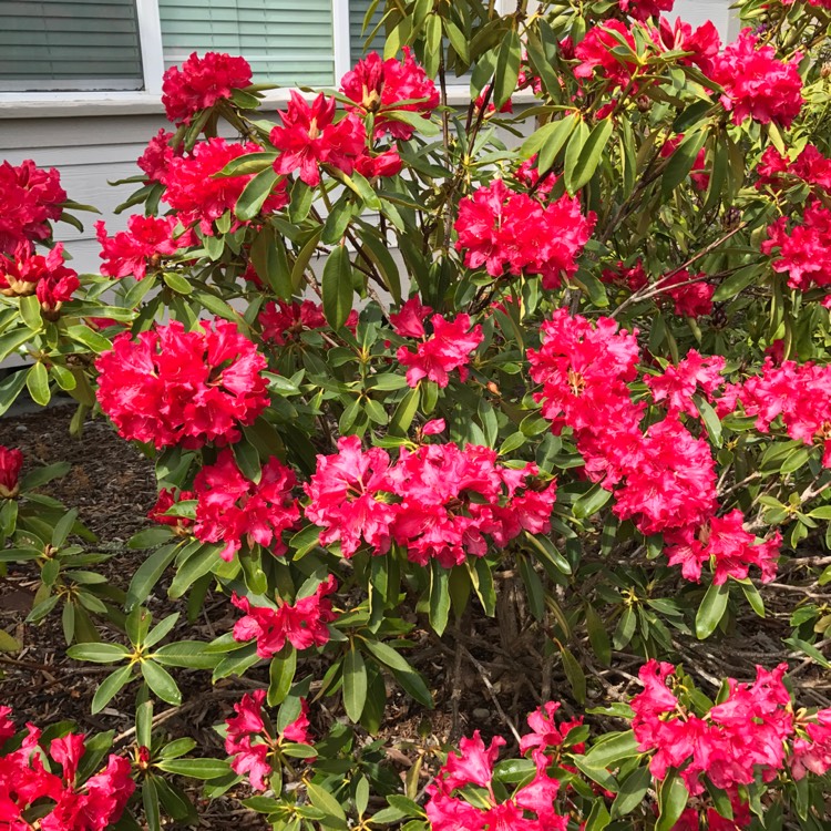 Plant image Rhododendron 'Halfdan Lem'