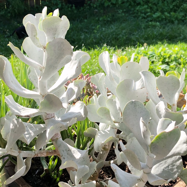 Plant image Cotyledon orbiculata 'Silver Waves'