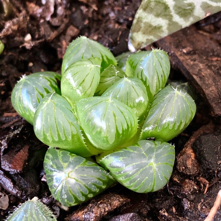 Plant image Haworthia cooperi var ' No 60' 