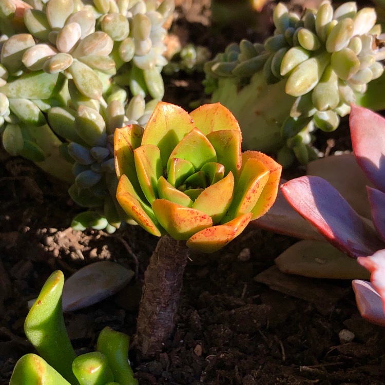 Plant image Aeonium Bronze Medal