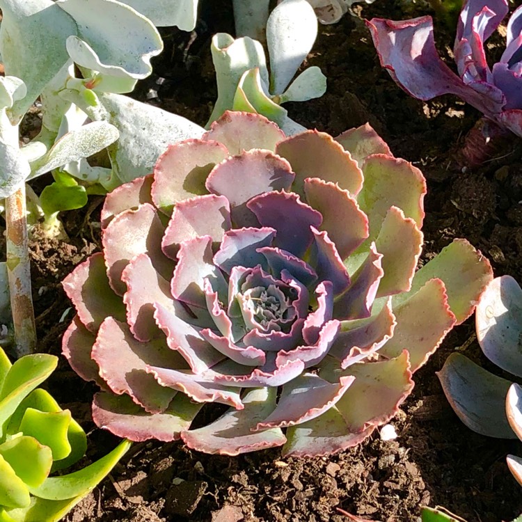 Plant image Echeveria Shaviana Hime