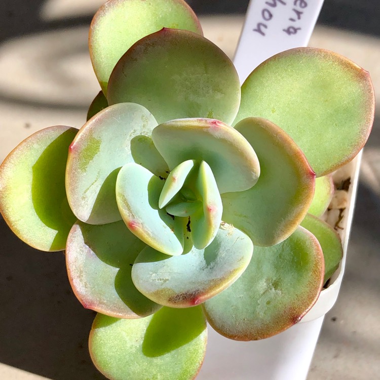 Plant image Echeveria Haku-Ho