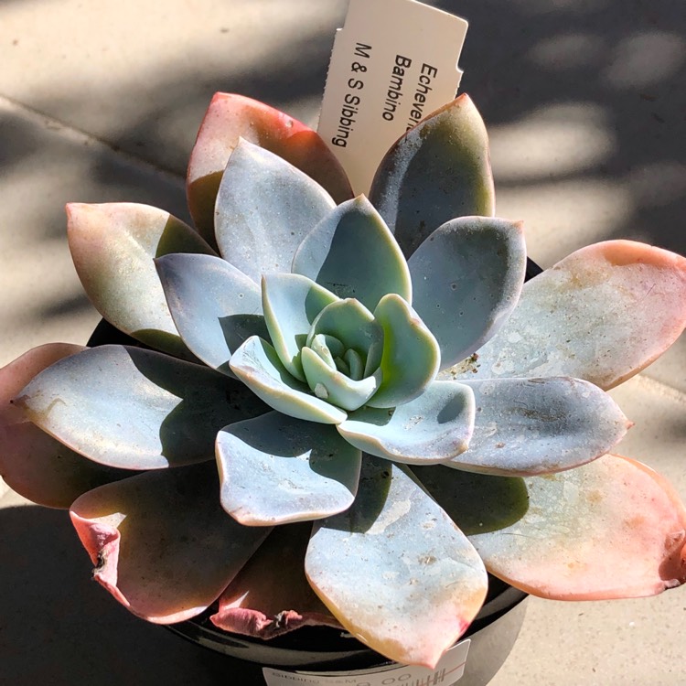 Plant image Echeveria Bambino