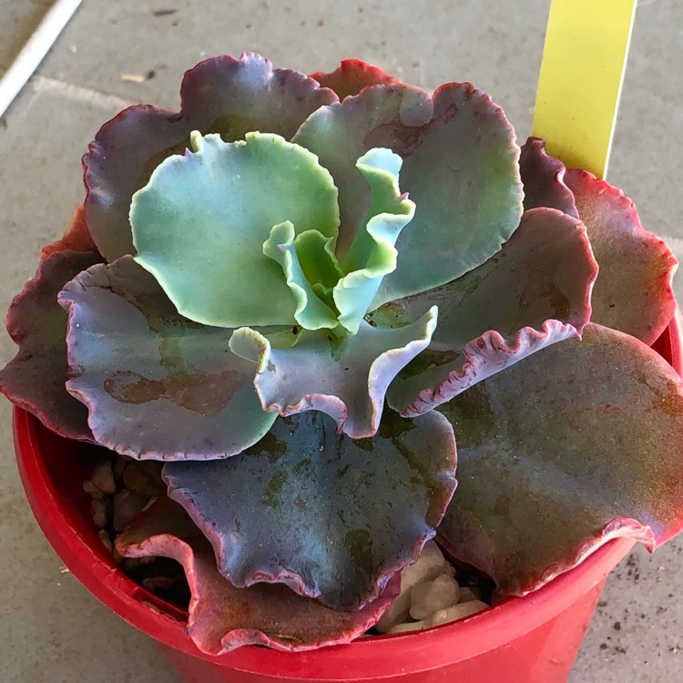 Plant image Echeveria Verrugas