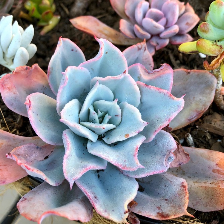 Plant image Echeveria Cloudburst