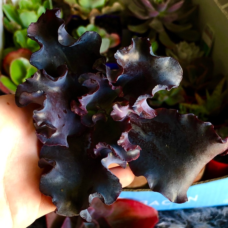 Plant image Echeveria Black Opal