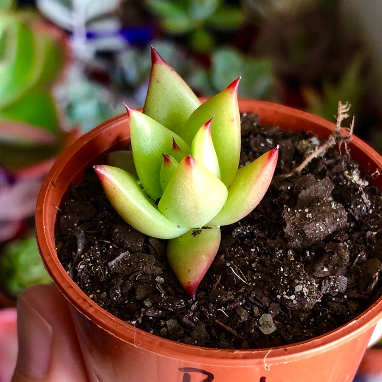 Plant image Echeveria Agavoides Red Tips