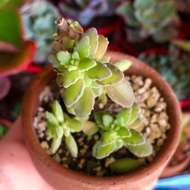 Plectranthus tomentosa