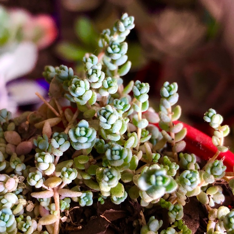 Plant image Sedum Dasyphyllum Var. Suendermannii 