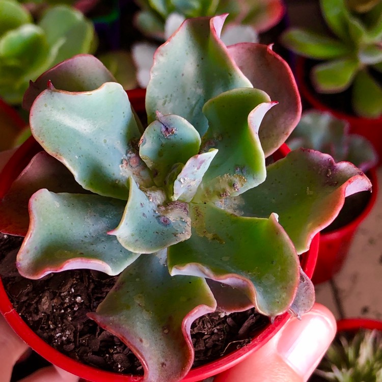 Plant image Echeveria Blue Lagoon