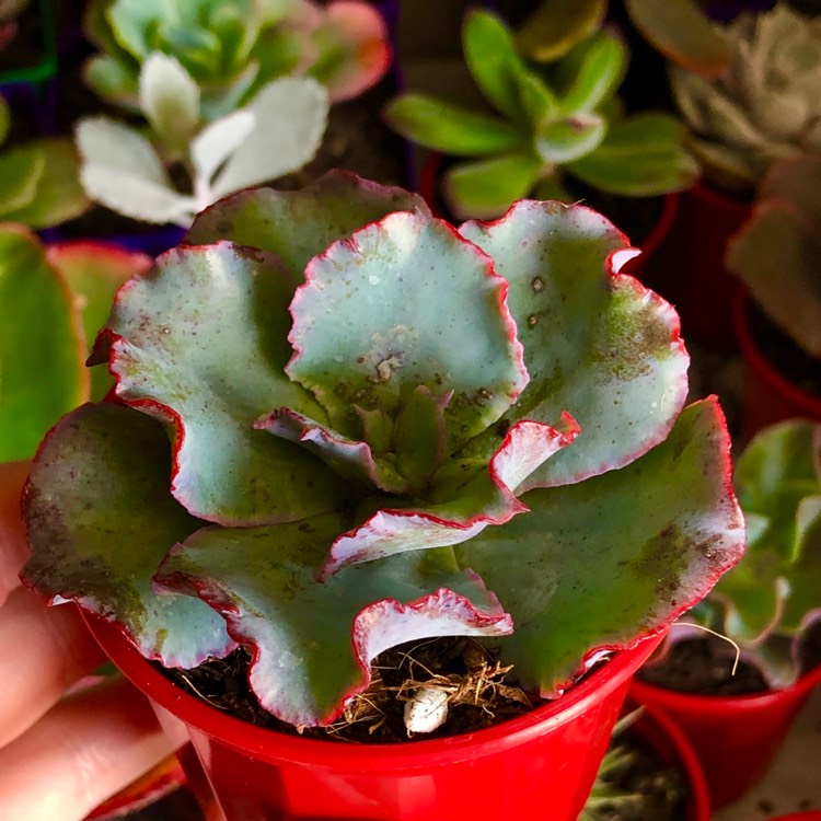 Plant image Echeveria Blue Butterfly