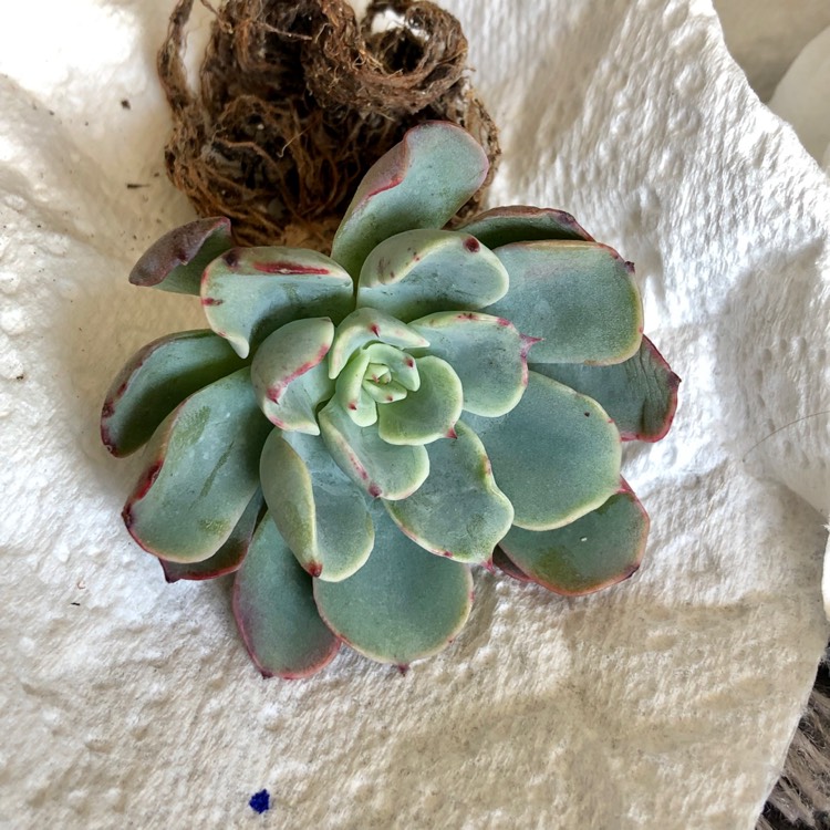 Plant image Echeveria Lara