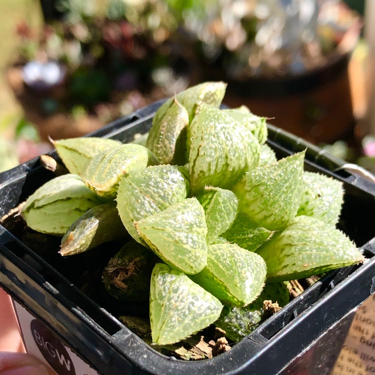 Plant image Haworthia Emelyae cv. Hongshou