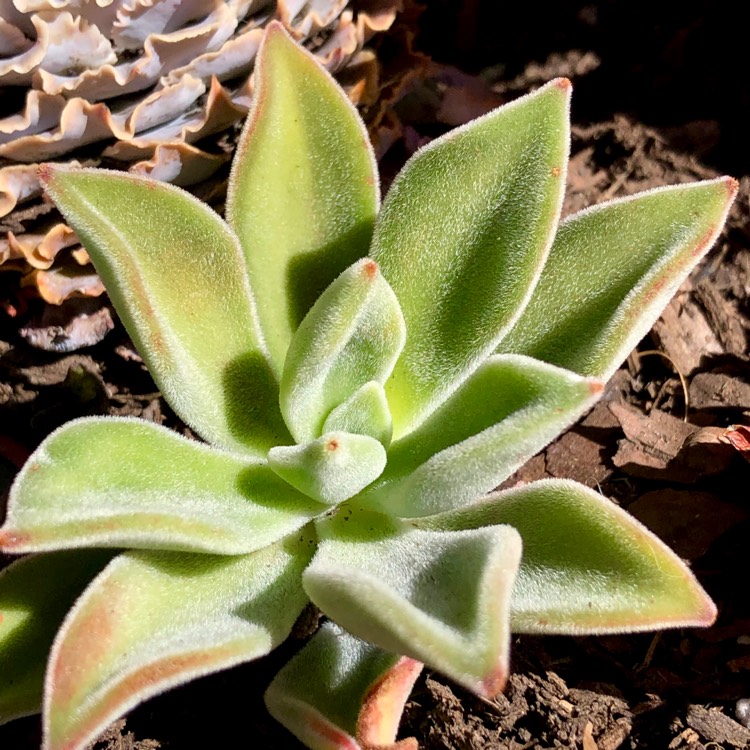 Plant image Echeveria Pulvicox