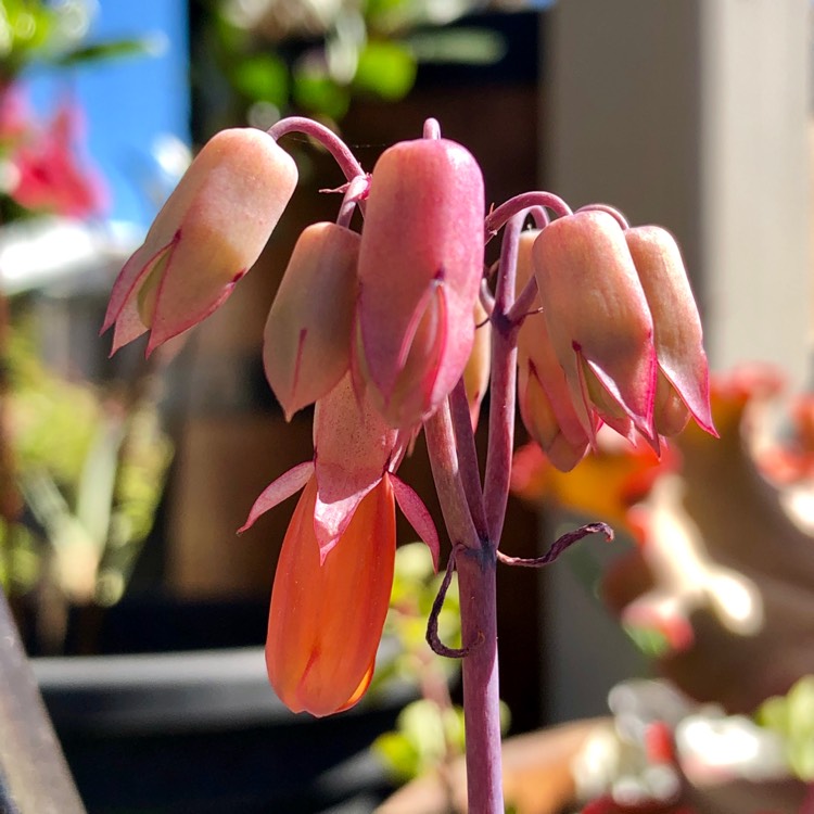 Plant image Kalanchoe Synsepala Form 1 of 3