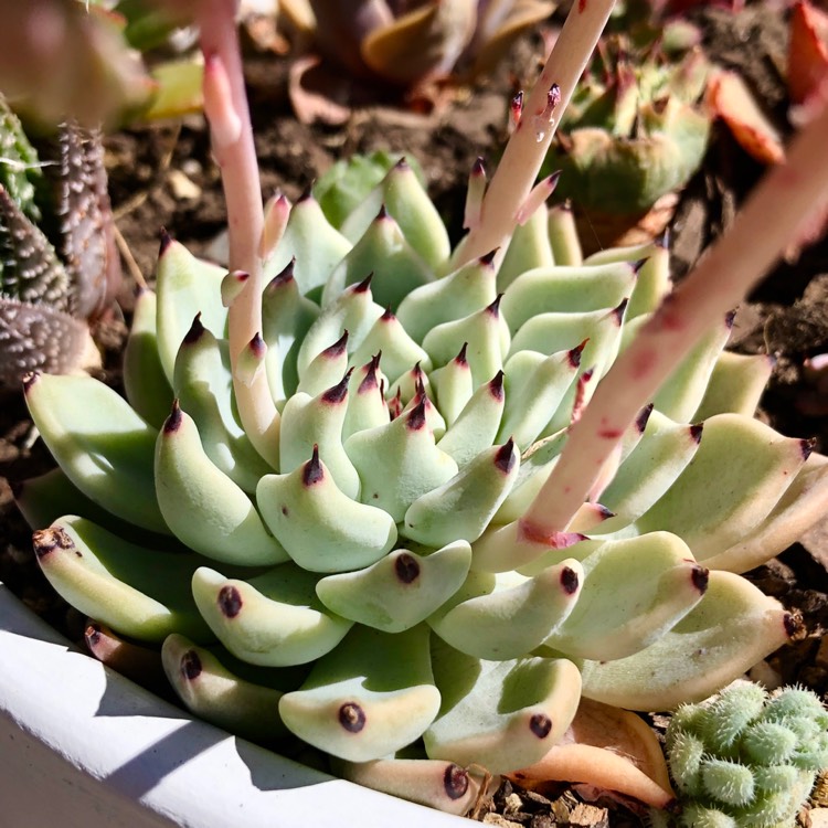 Plant image Echeveria Cuspidata var. Zaragozae