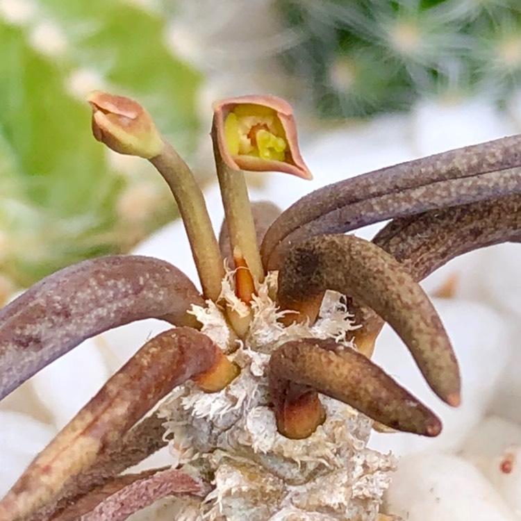 Plant image Euphorbia cylindrifolia subsp. tuberifera