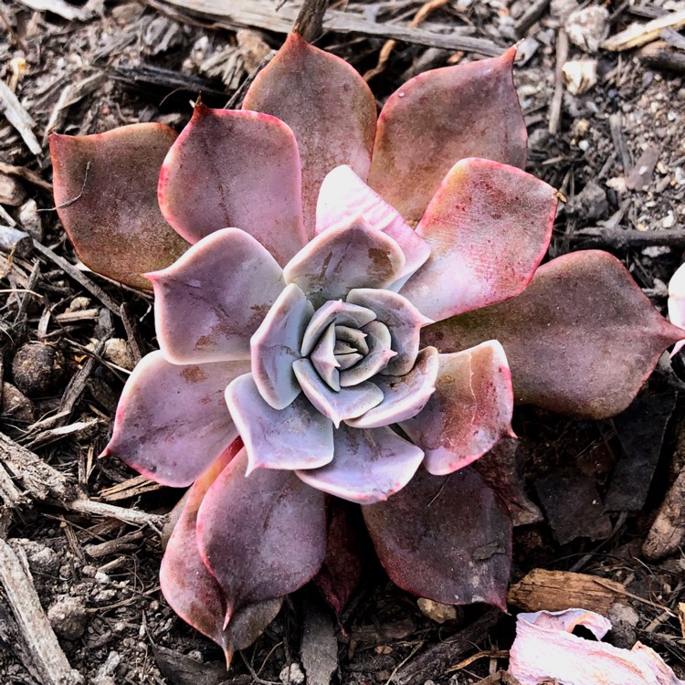 Plant image Echeveria Linda Jean