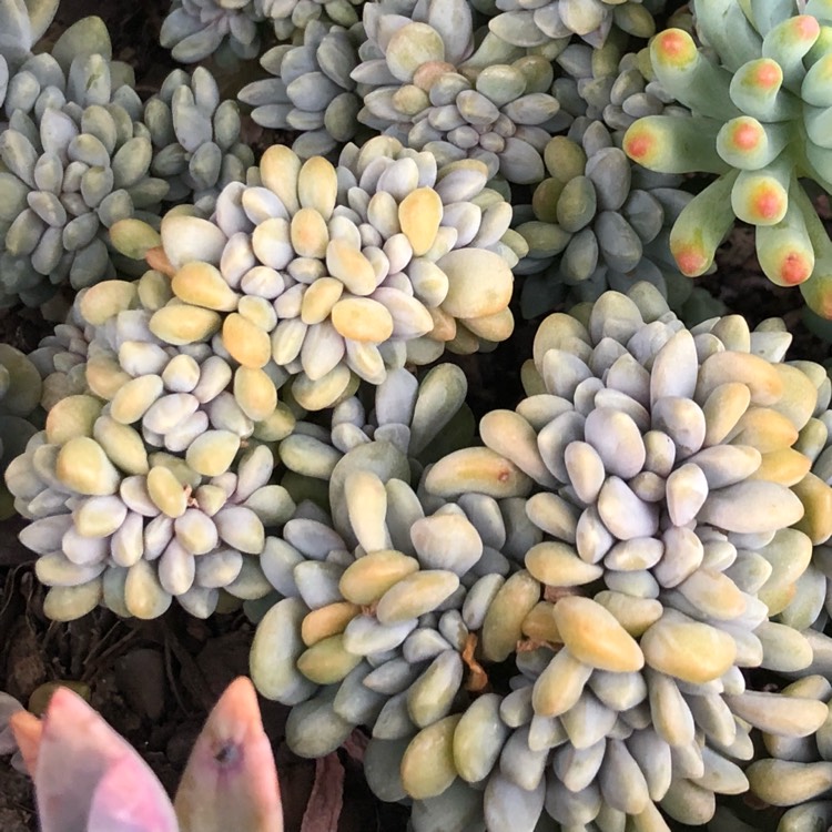 Plant image x Pachyveria Elaine Cristata