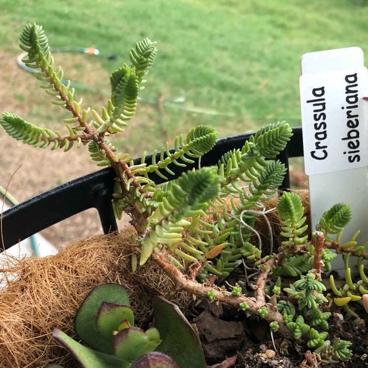 Plant image Crassula Ericoides