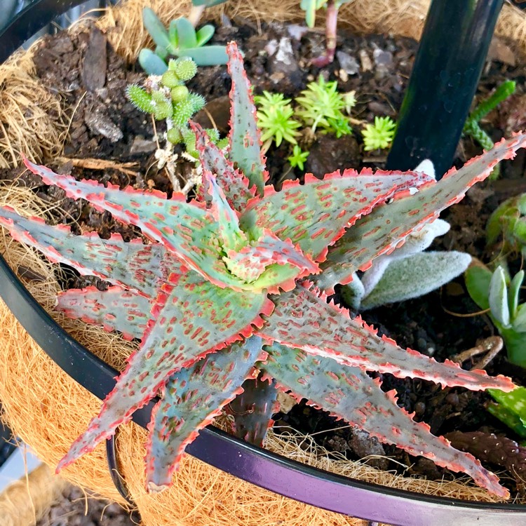 Plant image Aloe 'Carnival'