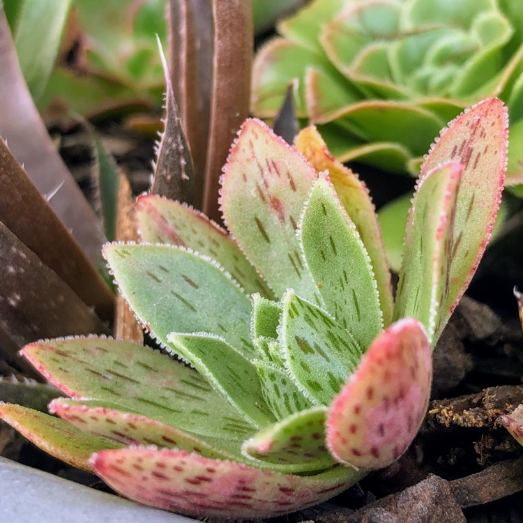 Plant image Aeonium simsii